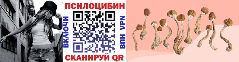 Купить  Приморск  Галлюциногенные грибы Psilocybine cubensis 